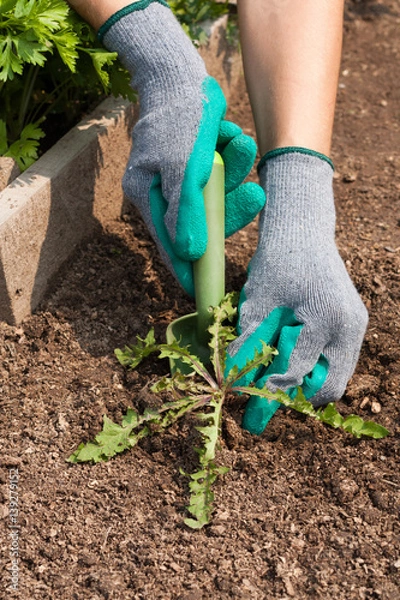 Fototapeta Female Hands Pull Out Weeds From Ground Garden Tool On Vegetable Garden. Weeding Weeds. Struggle Weeds Close Up.