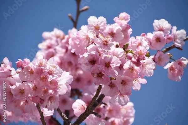 Fototapeta 河津桜