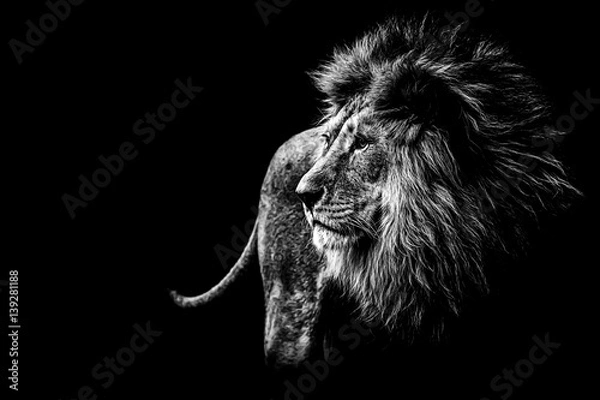 Fototapeta Lew w czerni i bieli