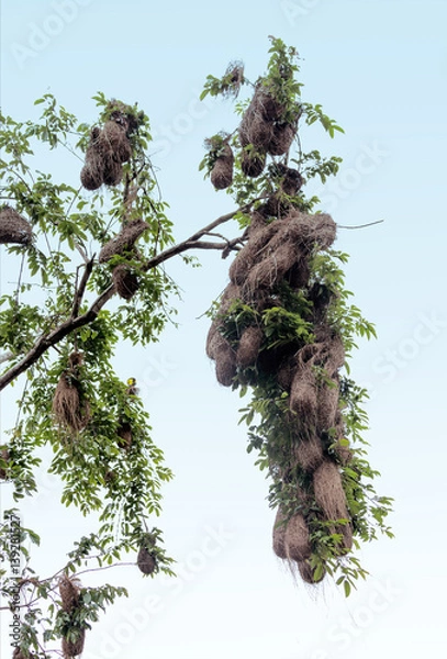 Fototapeta Many nests weaverbird ( Ploceidae ) on a tree in the Delta of the Orinoco - Venezuela, Latin America, South America
