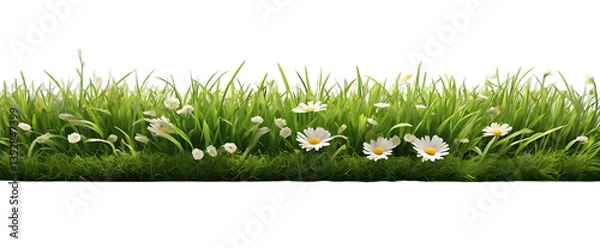 Obraz Real bright fresh green grass, cut lawn edge, with longer grass and daisy flowers behind in a spring and summer garden isolated on transparent background
