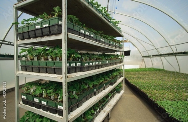 Obraz Commercial plant growing