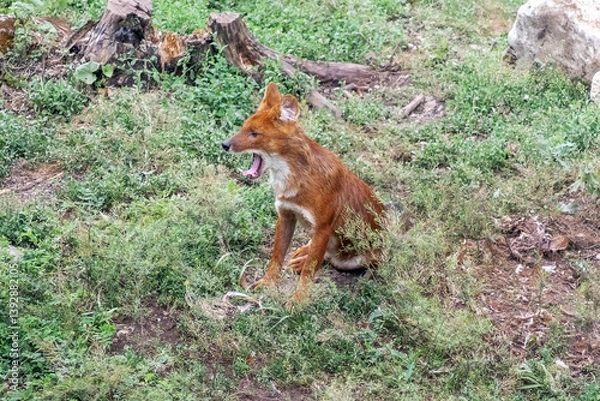 Fototapeta A red fox sits on the grassy ground with its mouth open