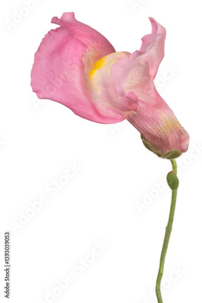 Obraz Snapdragon flower isolated