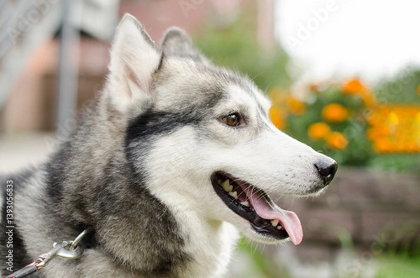 Fototapeta Siberian husky sitting outdoors, tongue out, surrounded by vibrant flowers. Soft natural light highlights fur texture, capturing playful mood against blurred garden backdrop