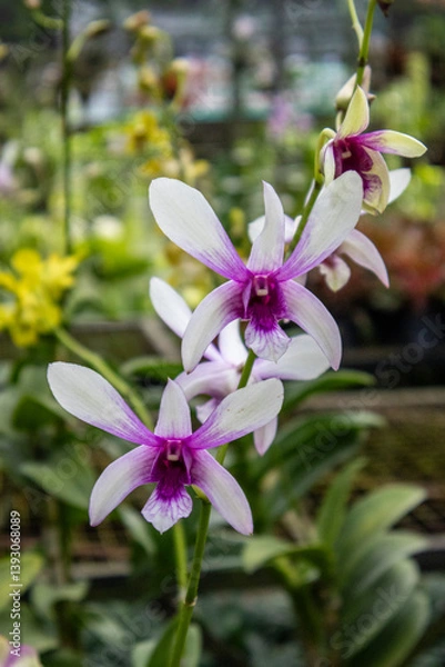 Obraz Dendrobium Albertine Orchid