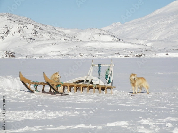 Obraz Hund mit Schlitten
