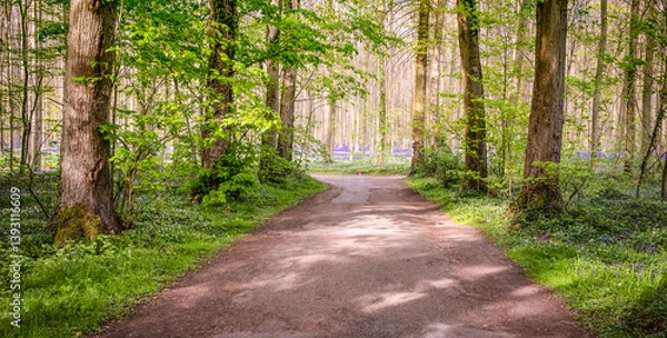 Fototapeta Path in Bluebells Forest in Belgium. Diminishing Perspective.