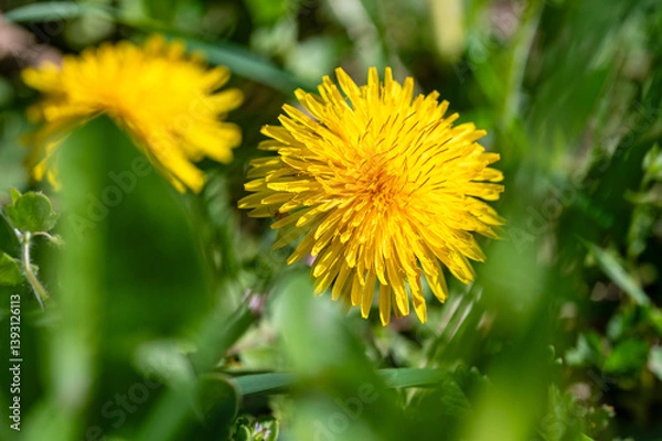 Obraz Closeup macro shot of yellow dandelion flower in the grass in spring