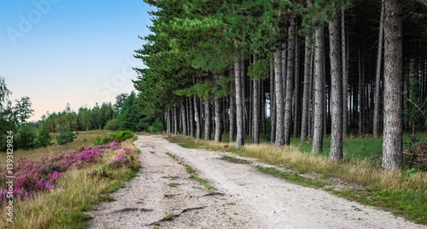 Fototapeta Path Between Pine Trees and Blooming Heather of National Park Mechelse Heide, Belgium.