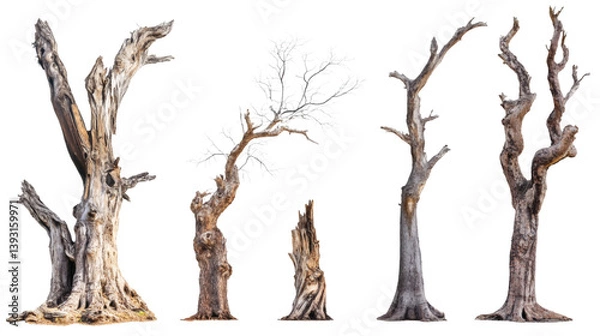 Fototapeta Set collection of giant old dead trees isolated on white background