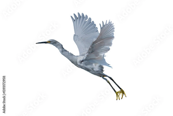 Fototapeta Snowy Egret (Egretta thula) Photo, in Flight Over a Transparent Isolated Background