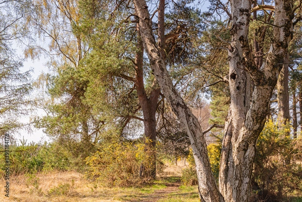 Obraz Silver birch tree and gorse bushes.