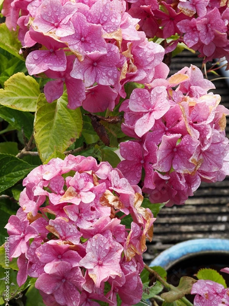 Obraz Close-up of some vibrant pink hydrangea flowers with waterdrops on the petals