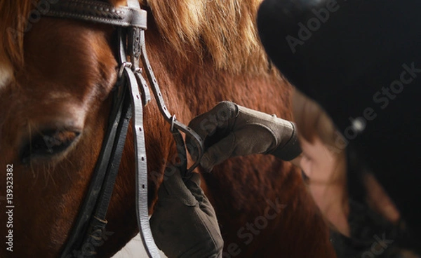Obraz Bridle horse closeup. Fastening the bridle on the horse.