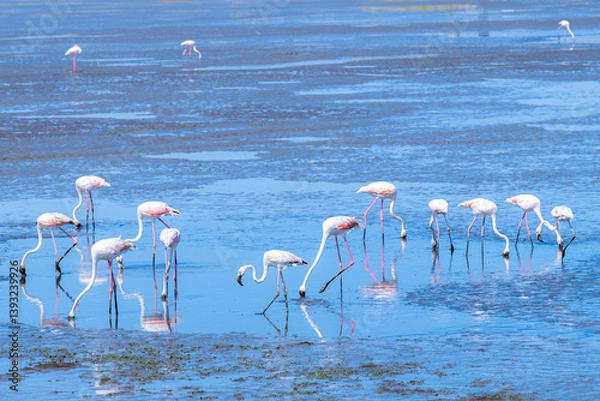 Obraz doñana park with birds on marshes