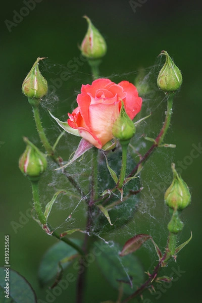 Fototapeta Rose in the web