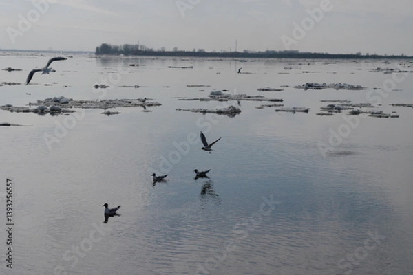 Fototapeta seagulls on the river during ice drift in spring