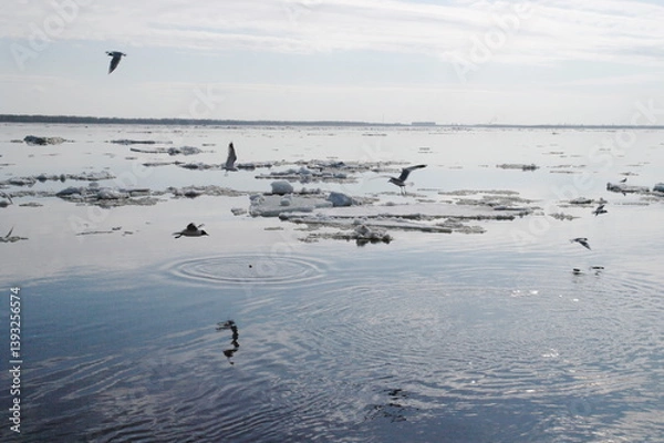 Fototapeta seagulls on the river during ice drift in spring
