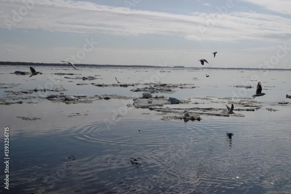Fototapeta seagulls on the river during ice drift in spring