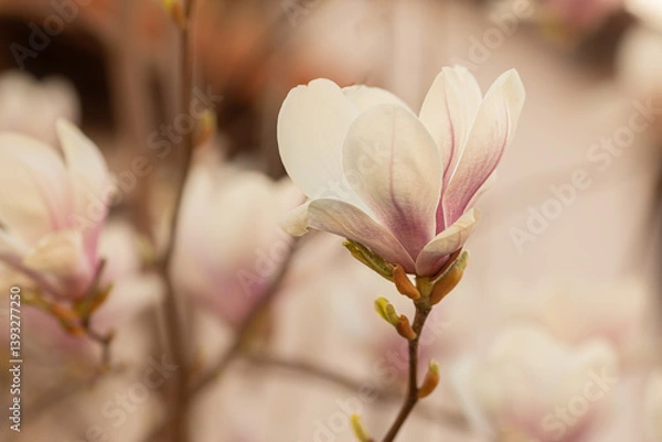 Obraz Magnolie-Blüte