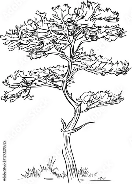 Fototapeta Juniper coloring book vector design, Juniper vector graphic