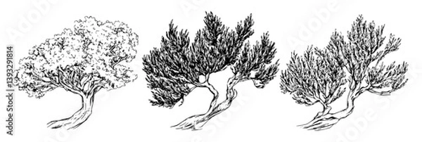 Fototapeta Collection of Junipers coloring book vector designs, Junipers vector graphics