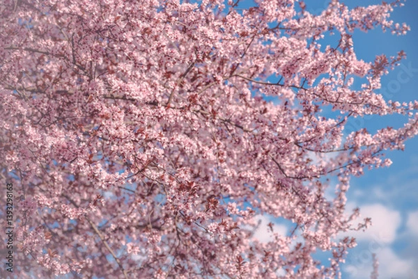 Fototapeta Weeping Cherry Blossoms Sakura in day