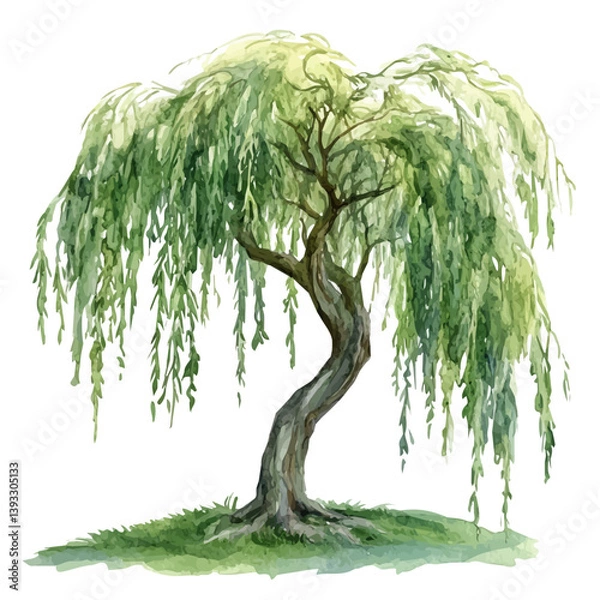 Obraz A watercolor vector illustration of a willow tree, isolated on a white background.

