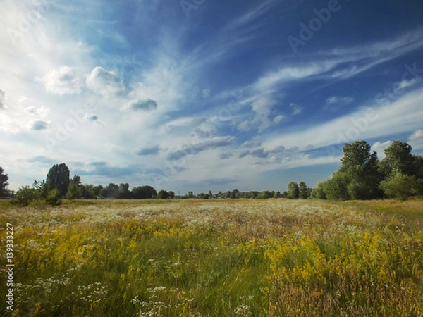 Fototapeta Summer meadow