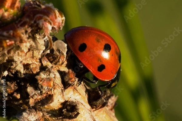 Fototapeta ladybird on a leaf