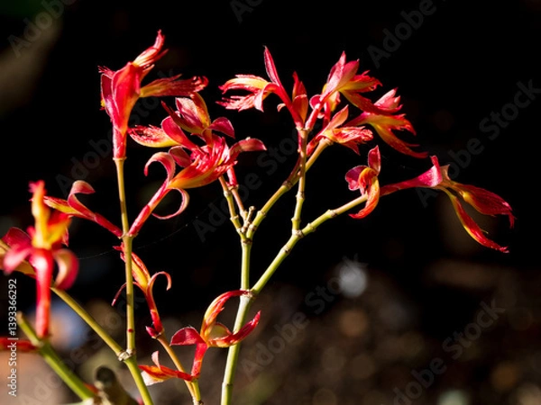 Obraz New leaf in the spring time