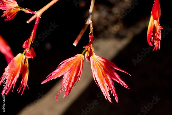 Fototapeta New leaf in the spring time