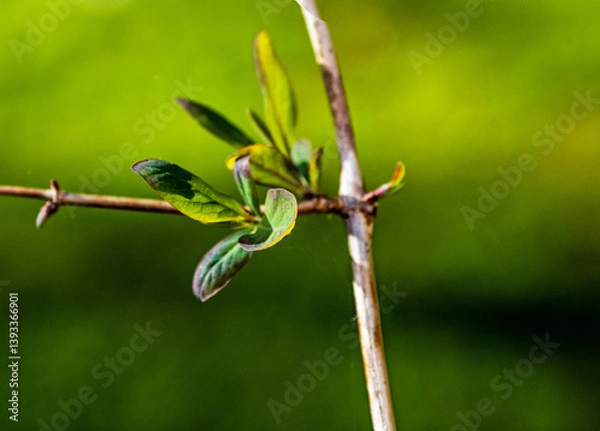 Fototapeta New leaf in the spring time