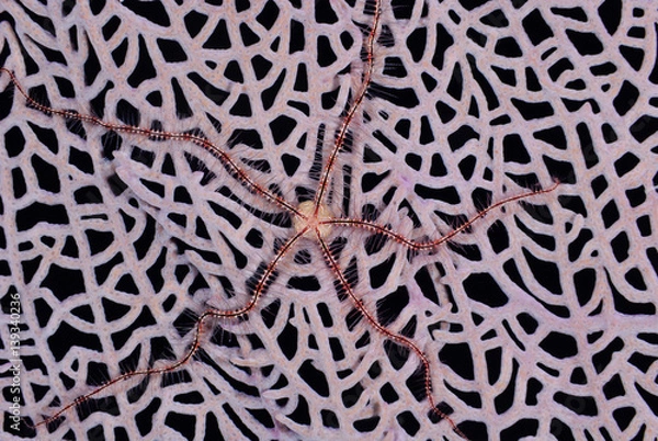 Fototapeta A brittle star clings to the lattice of a pink sea fan against a black background