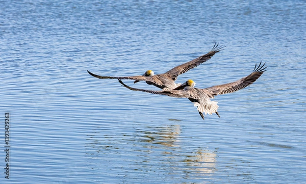 Obraz Brown Pelicans fishing at Vilano Pier in St Augustine Florida. Brown pelicans dive into the water to fish and are the smallest pelican species.