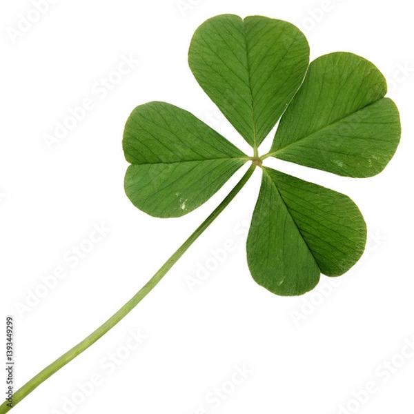 Fototapeta Four leaf clover isolated on transparent background with green leaves and fresh foliage, png.