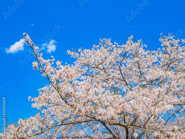 Fototapeta 満開のソメイヨシノの桜が咲く春の風景