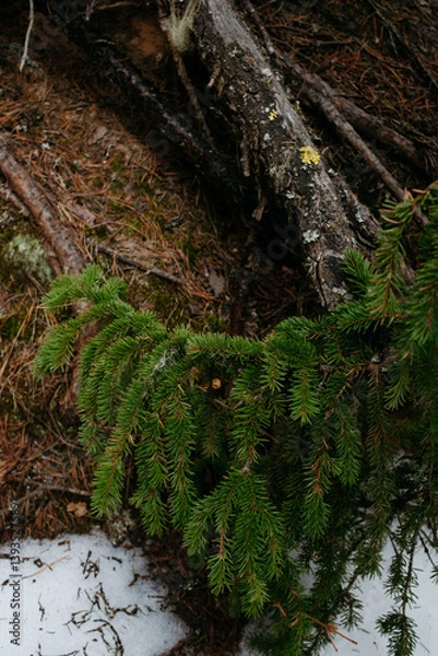 Fototapeta Spring forest. Trees broken by a wind.