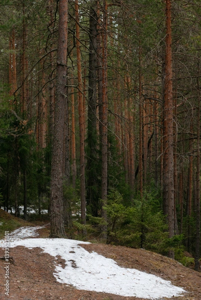 Fototapeta Spring forest. Landscapes of taiga trees ю