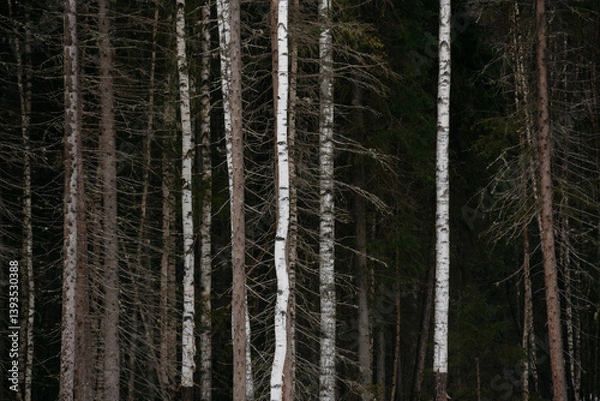 Fototapeta Spring forest. Landscapes of taiga trees