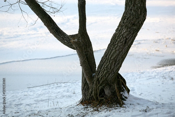 Fototapeta TreeWater