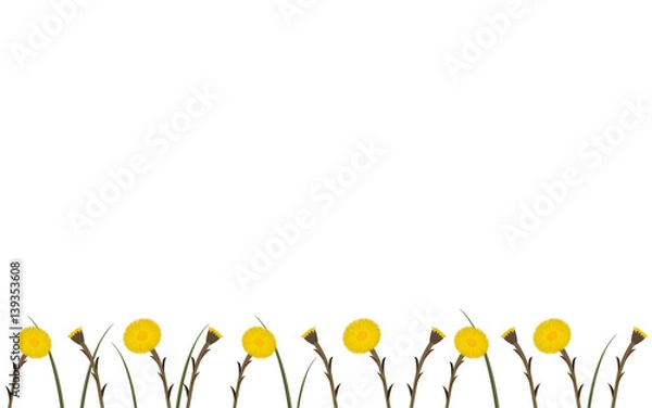 Obraz Wallpaper coltsfoot in springtime, vector
