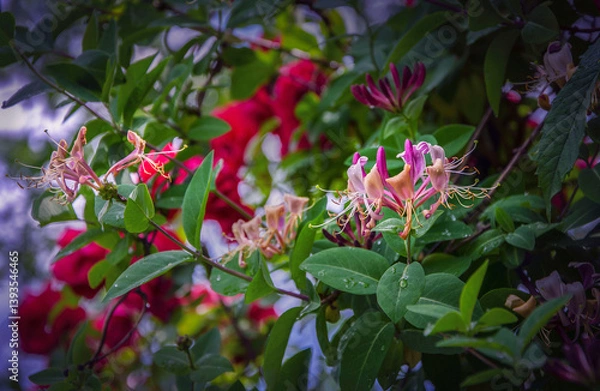 Obraz Decorative honeysuckle Serotina on the background of roses blooming in the garden.