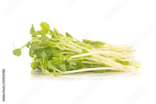 Fototapeta Pea Sprouts isolated on White Background