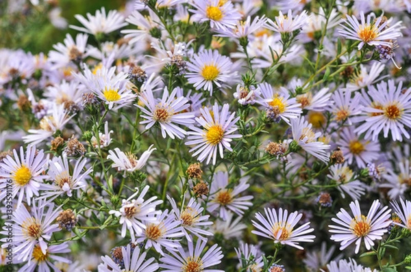 Fototapeta Lilac flowers of Symphyotrichum lanceolatum (or Panicled Aster) bloom in autumn. Beautiful liliac asters grow in the garden