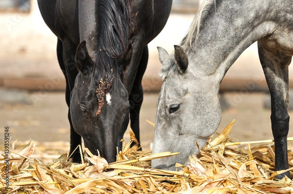 Fototapeta Two horses eat straw in a paddock near stable. Close-up of a black and grey horse eating straw together. Portrait of black horse with mane tangled up with burrs and grass seeds