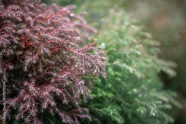 Fototapeta Dry Chamaecyparis Pisifera 'Squarrosa' branches against green branches on a foggy autumn day. Selective focus on brown dried leaves, caused by plant diseases or problems of ecology