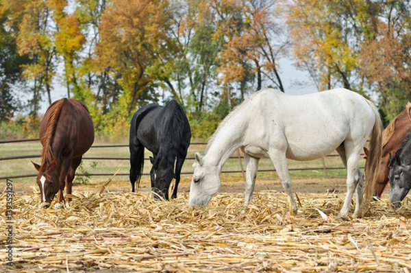 Fototapeta Herd of horses of different coat colors eating straw near the stable on an autumn day. Mares in a paddock against a backdrop of colorful autumn trees