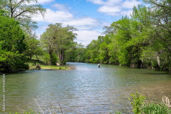 Fototapeta Man fishing in a river lined with bald cypress trees all in spring green under cloudy sky, Guadalupe River, Hill Country, Texas